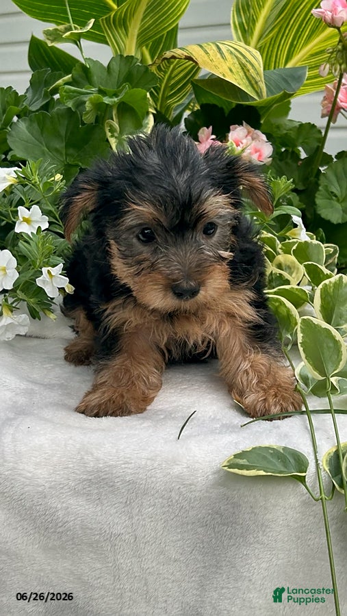 Yorkshire Terrier dogs Kiki - Ad 1