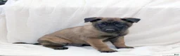 Belgian Malinois dogs for sale: Belgian Malinois Puppy 1 - Ad 3