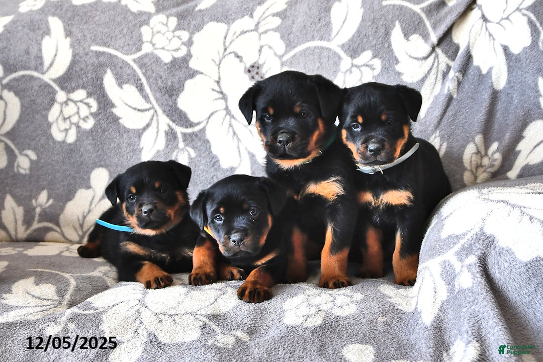 Rottweiler dogs for sale: Pixie - Ad 3
