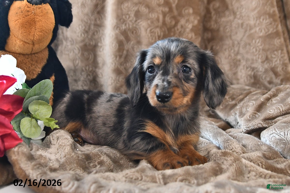 Miniature Dachshund dogs Daisy - Ad 2