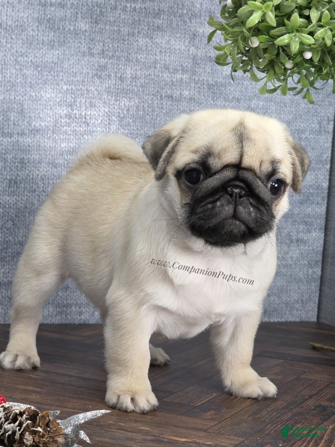 Pug dogs for sale: Excellent Christmas Present! - Silver Fawn Boy - Ad 4