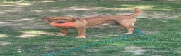 Labrador Retriever dogs for sale: Light green collar Yodi - Ad 8