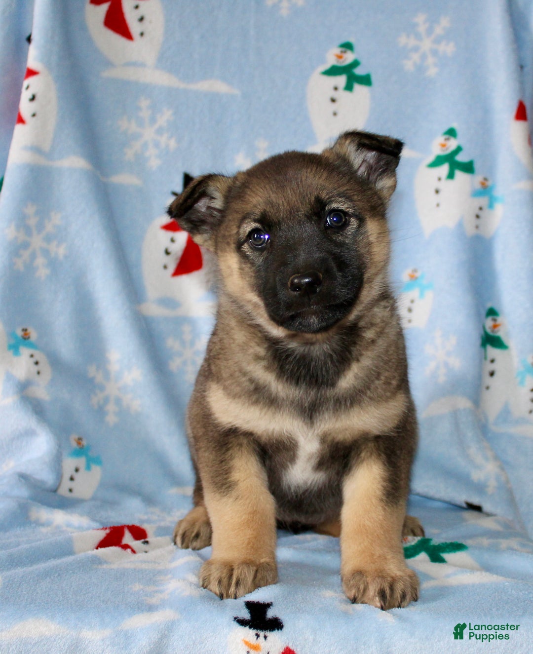 Mixed Breed dogs for sale: Ollie - Ad 1