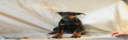 Doberman Pinscher dogs for sale: Raindrop - Ad 2
