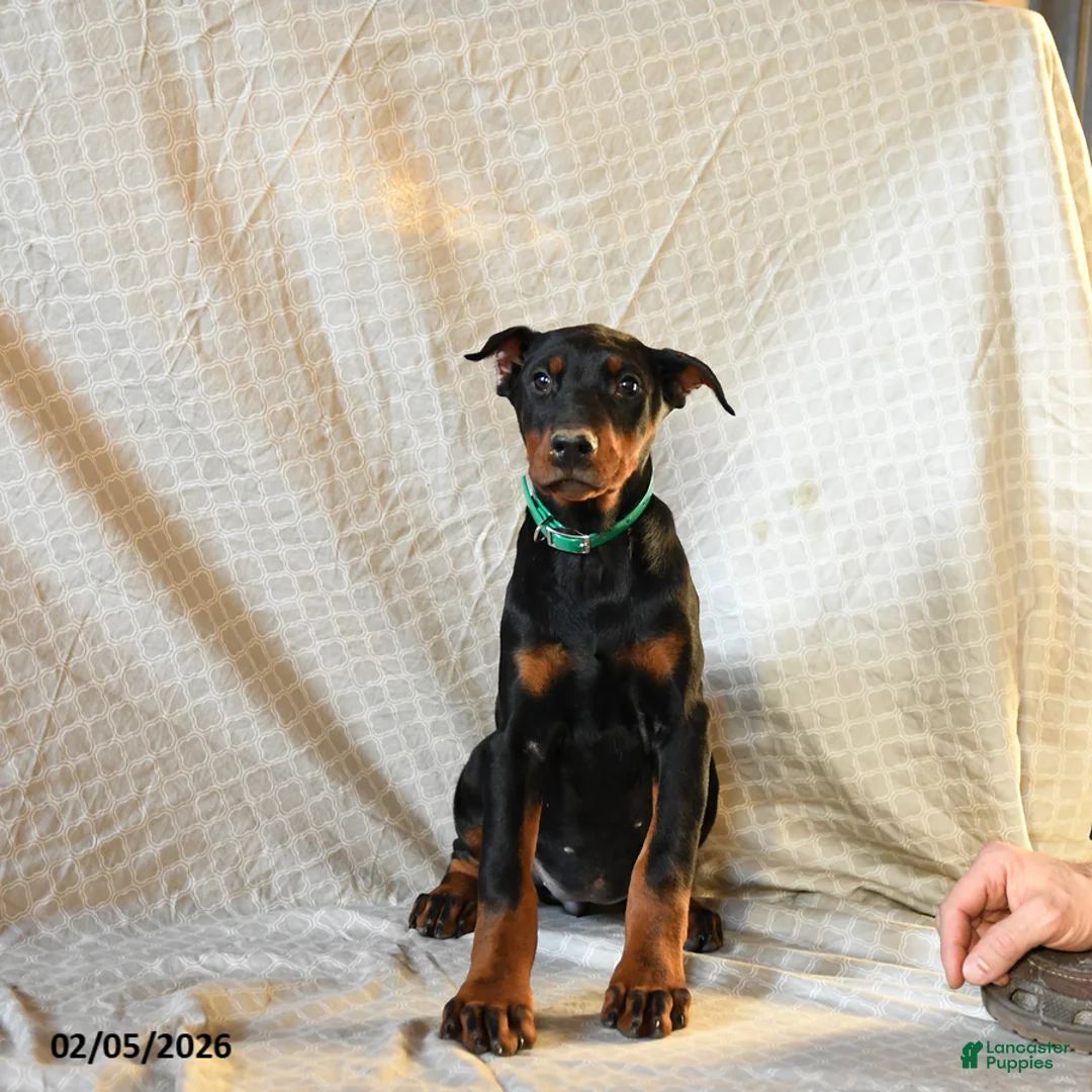 Doberman Pinscher dogs for sale: Raindrop - Ad 2