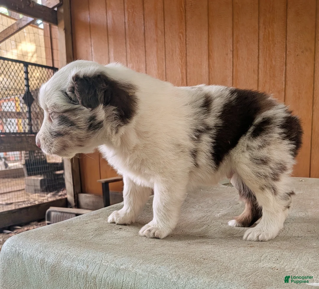 Australian Shepherd dogs for sale: Australian Shepherd Puppy 1 - Ad 2