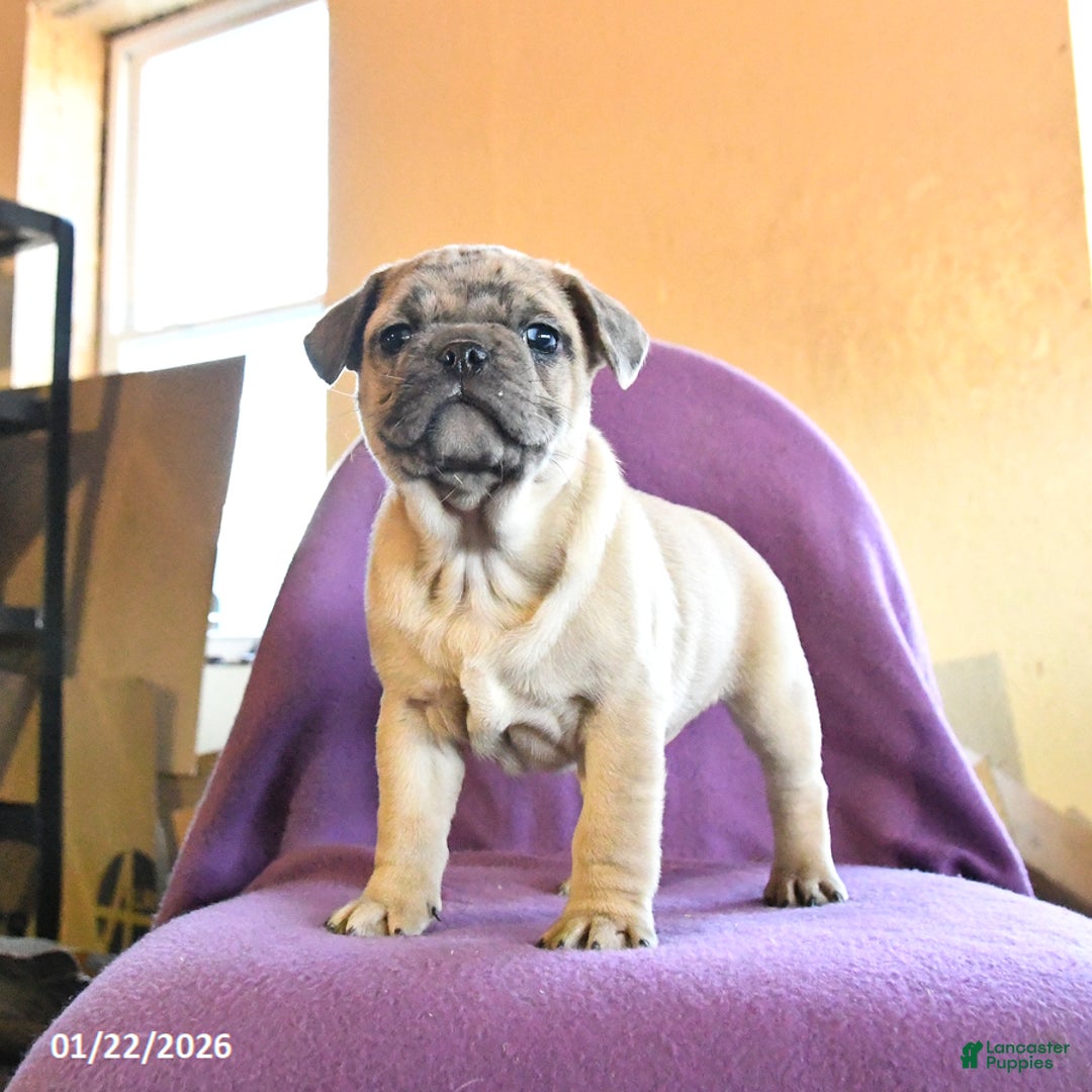 Frug dogs for sale: Trouper - Ad 1