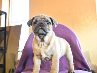 Frug dogs Trouper - Ad 2