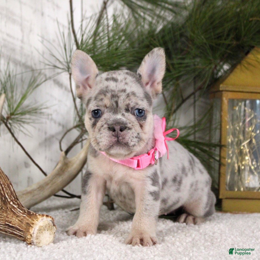 French Bulldog dogs for sale: Myra - Ad 2