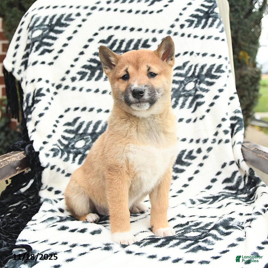Shiba Inu dogs Navar - Ad 17