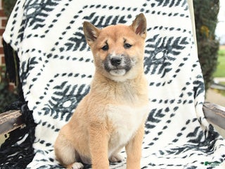 Shiba Inu dogs Navar - Ad 25