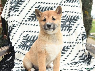 Shiba Inu dogs Navar - Ad 18