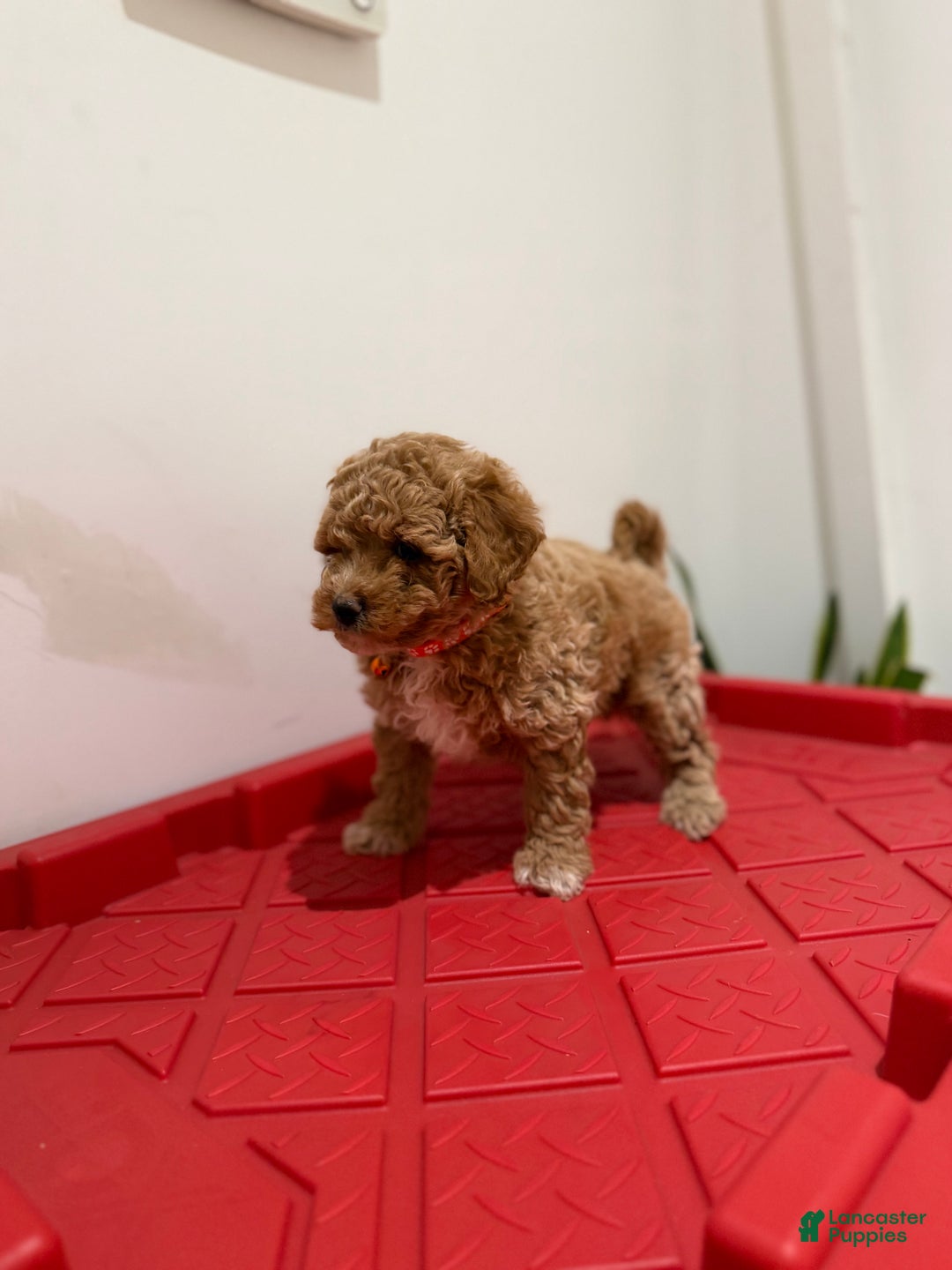 Toy Poodle dogs for sale: Timothy - Ad 3