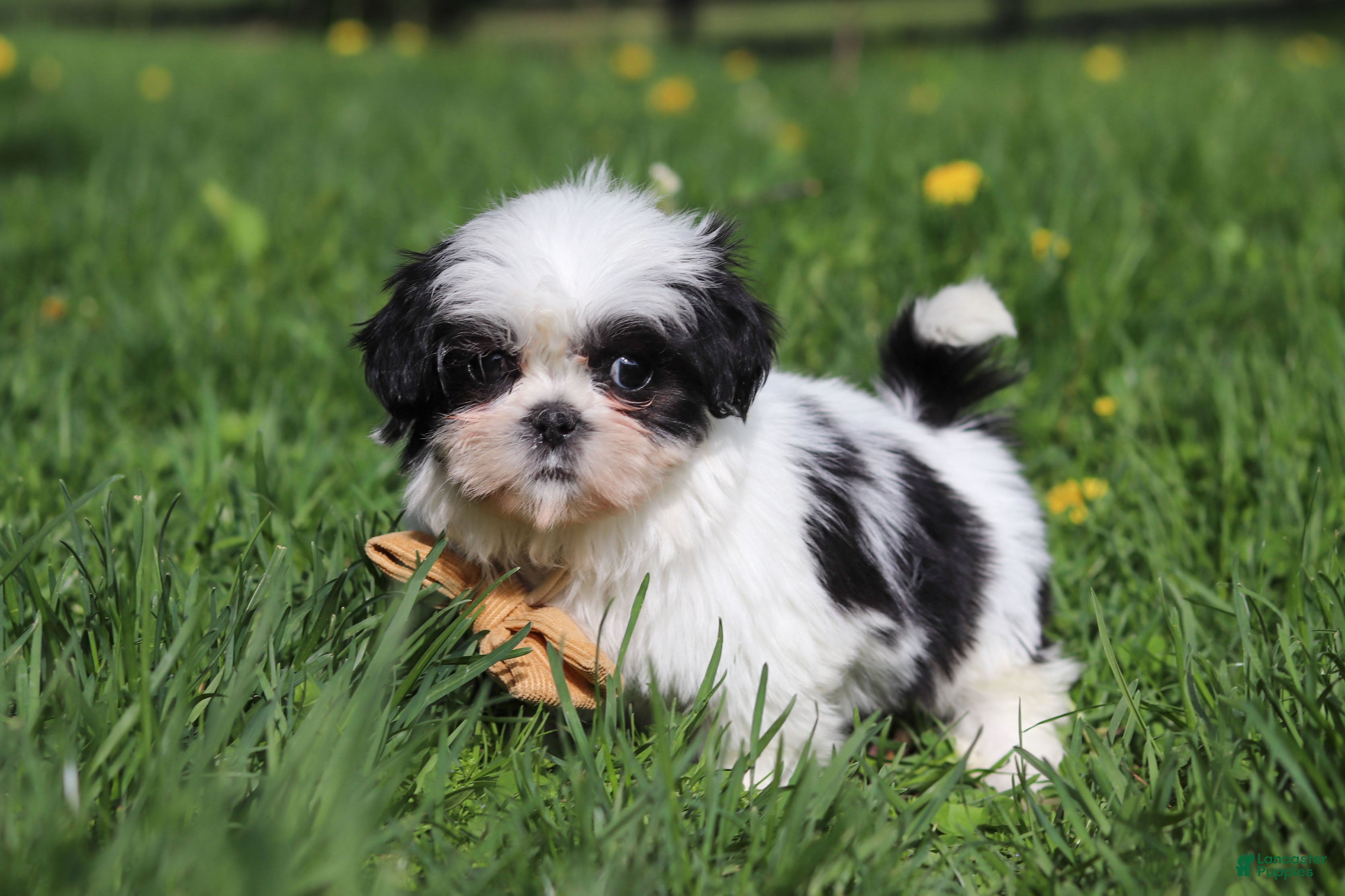 Shih Tzu dogs Asher - Ad 2