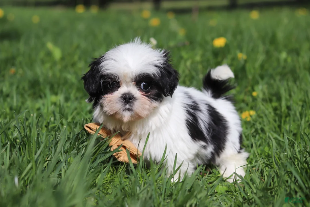 Shih Tzu dogs for sale: Asher - Ad 2