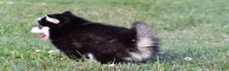 Pomsky dogs for sale: Patrick - Ad 5
