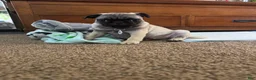 Pug dogs for sale: Pug Puppy 1 - Ad 3
