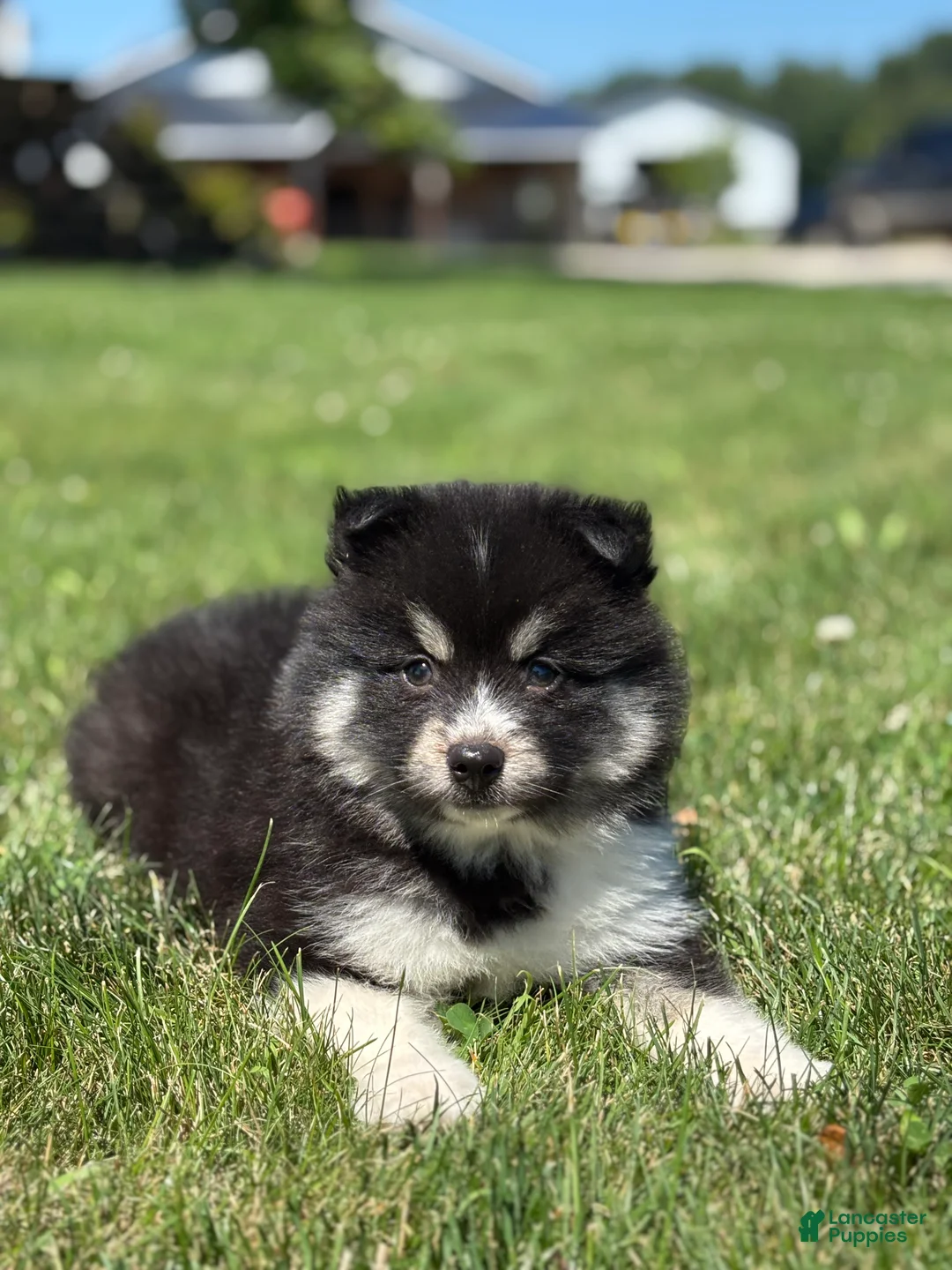 Pomsky dogs for sale: Claudia - Ad 3