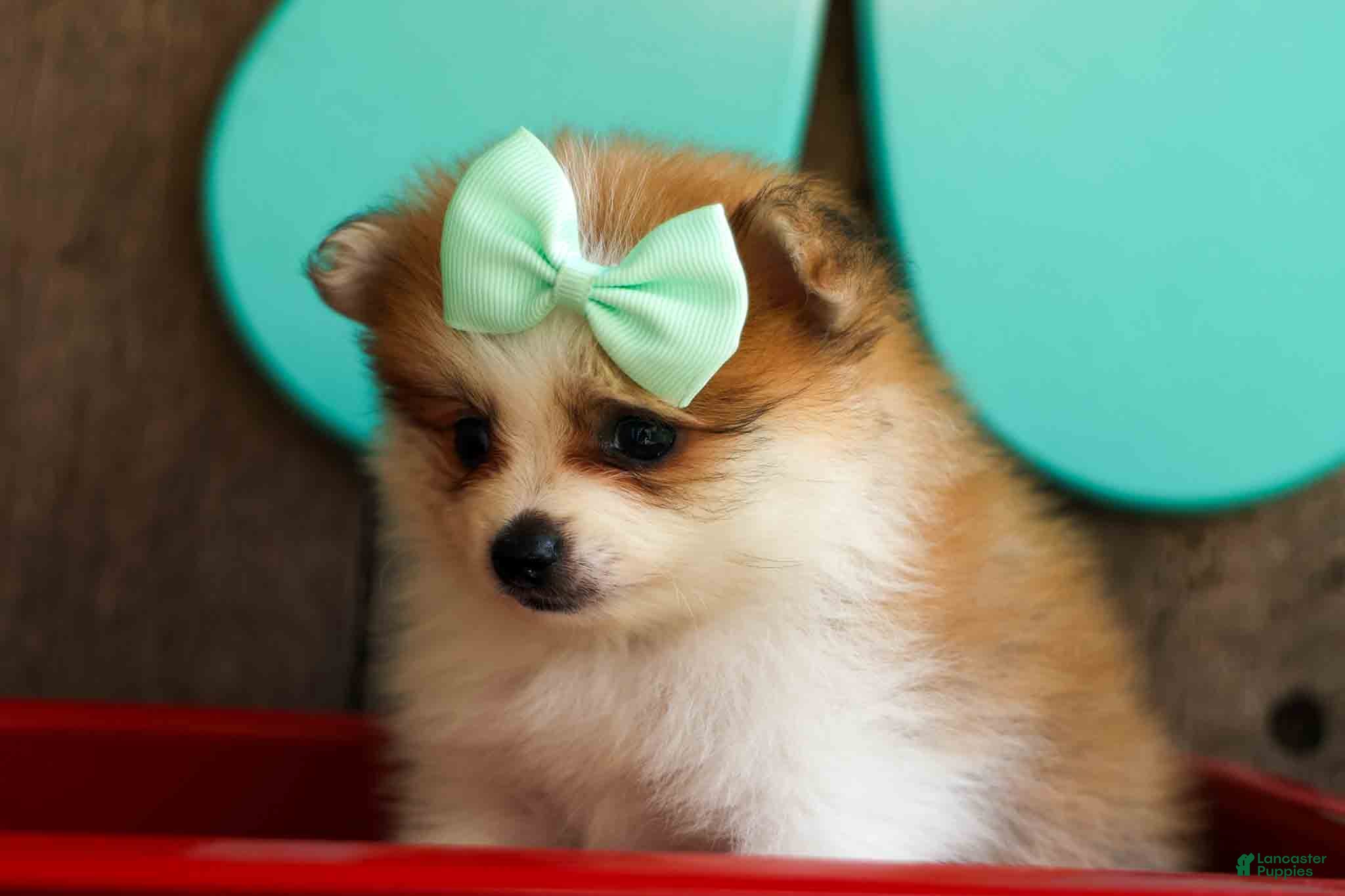 Pomeranian