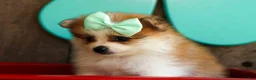 Pomeranian dogs for sale: Frankie 🐶 - Ad 1