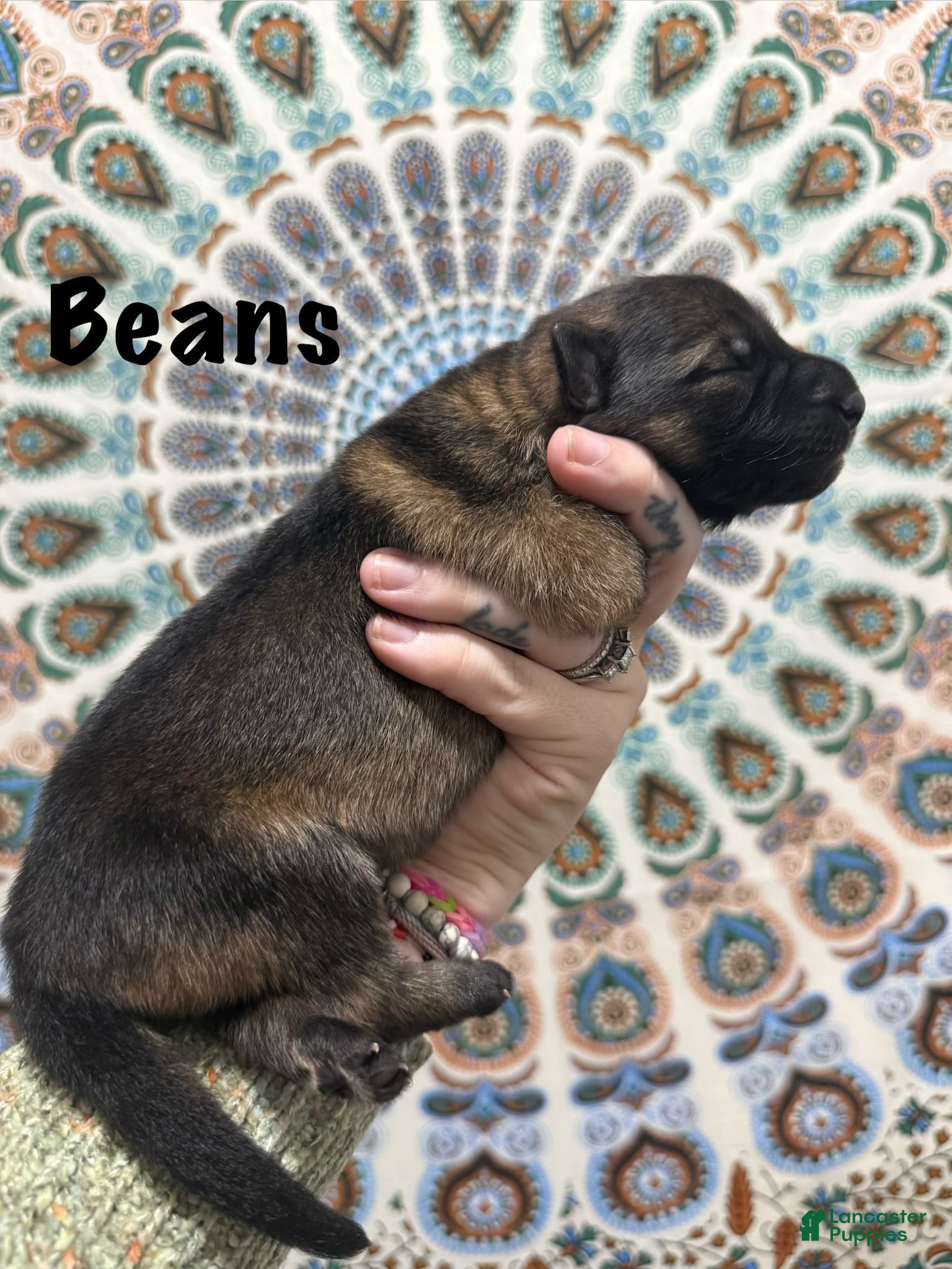 German Shepherd dogs Beans - Ad 2