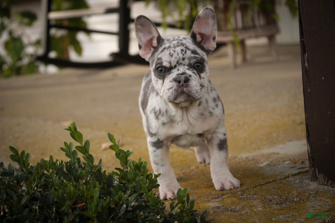 French Bulldog dogs for sale: Sawyer French Bulldog  - Ad 1