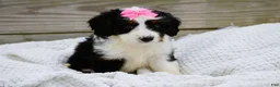 Mini Bernedoodle dogs for sale: Lola - Ad 3