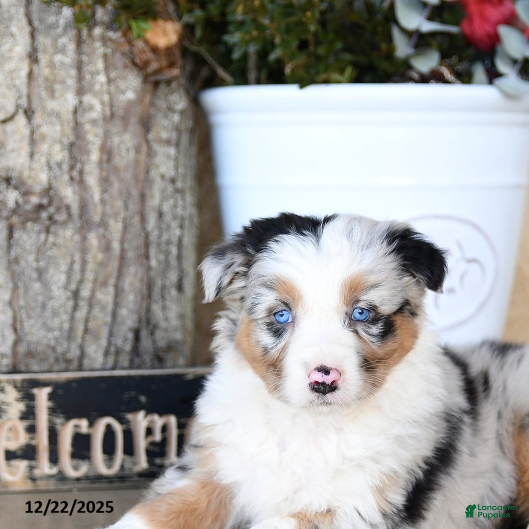 Australian Shepherd dogs for sale: Patrick - Ad 3