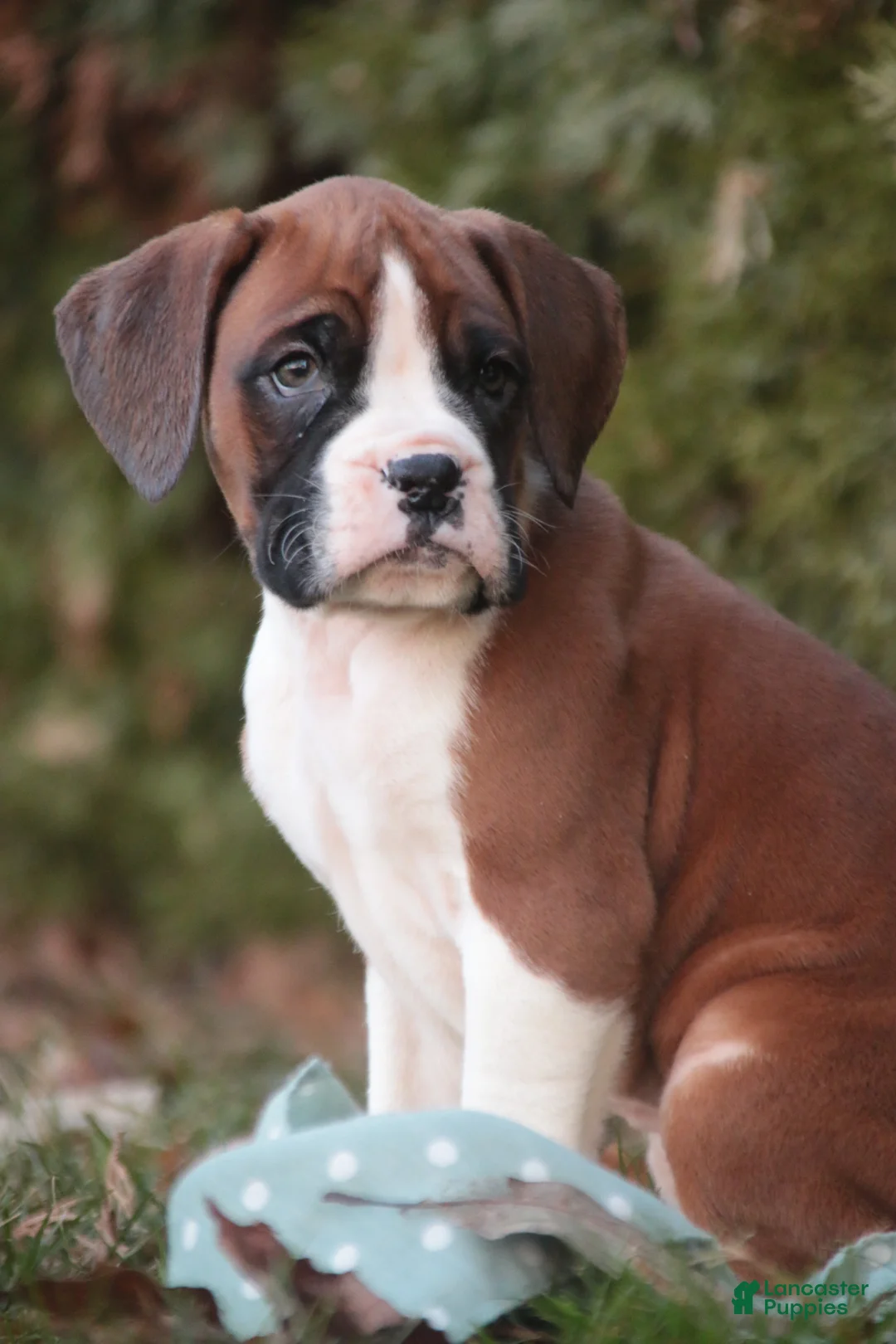 Boxer dogs for sale: Asher - Ad 11