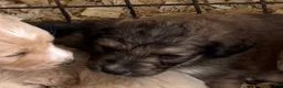 Aussiedoodle dogs for sale: Aussiedoodle Puppy 2 - Ad 4