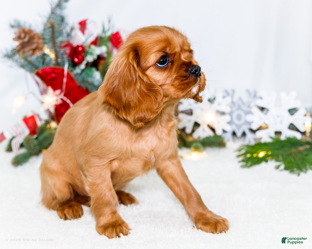 Cavalier King Charles Spaniel dogs for sale: Belle - Ad 5