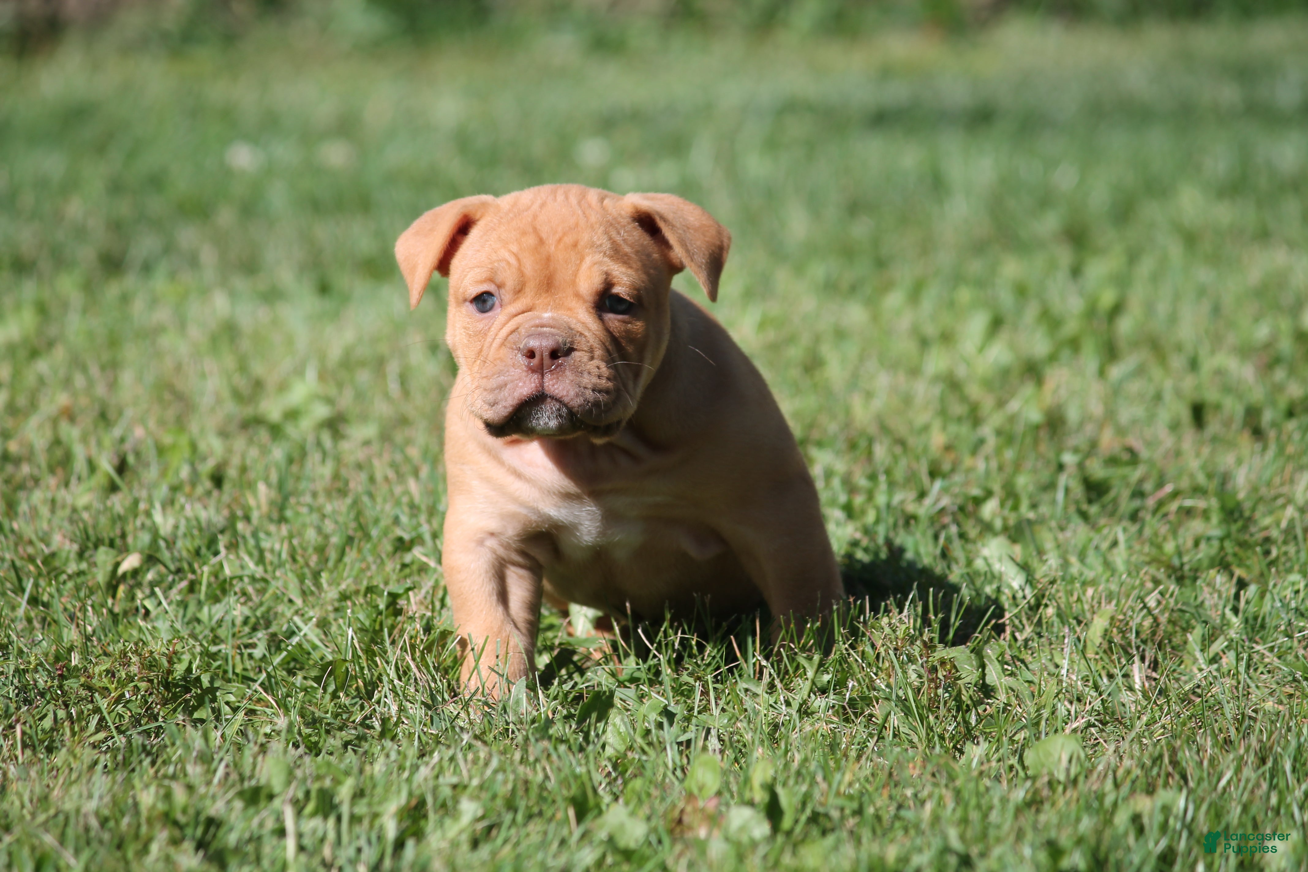 Olde English Bulldogge dogs Bluegates CHERYL - Ad 1