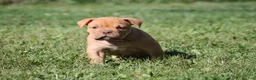 Olde English Bulldogge dogs for sale: Bluegates CHERYL - Ad 1