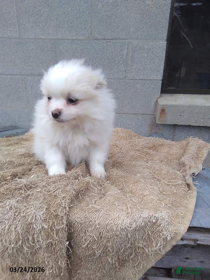 Pomeranian dogs Tomy - Ad 2