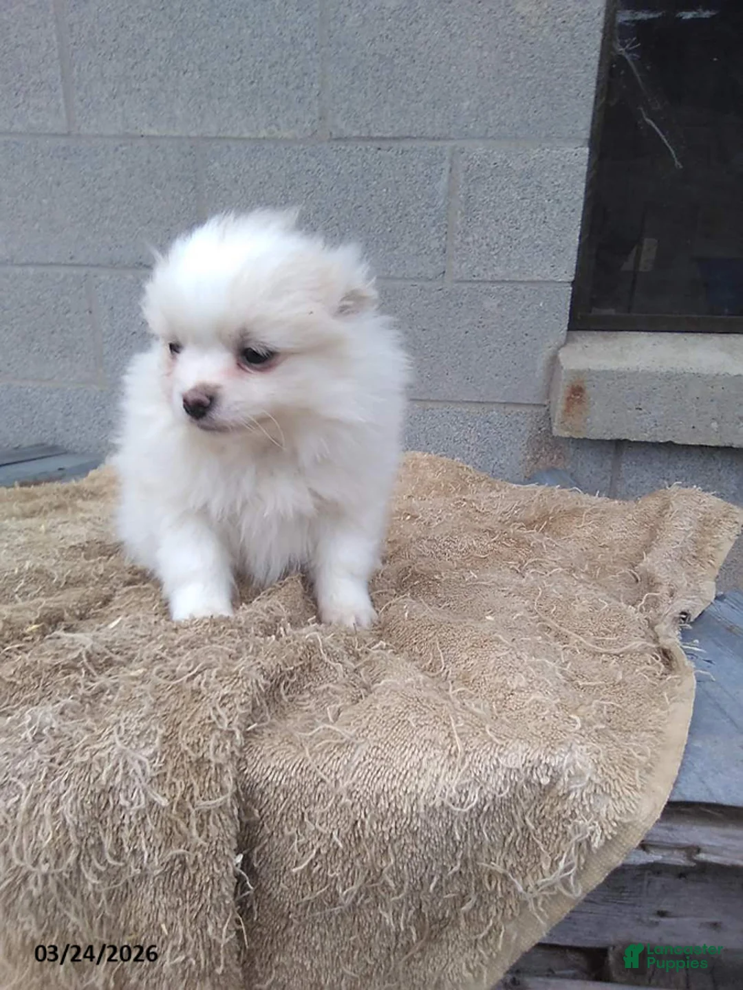 Pomeranian dogs for sale: Tomy - Ad 2