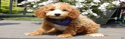 Mini Goldendoodle dogs for sale: Brody - Ad 9