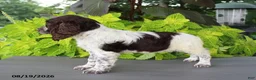 English Springer Spaniel dogs for sale: Mooney - Ad 6