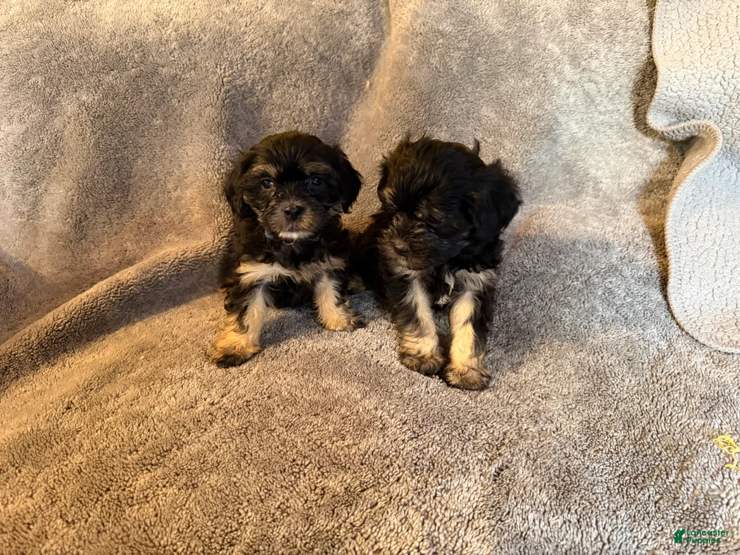 Mixed Breed dogs for sale: Mixed Breed Puppy 1 - Ad 3