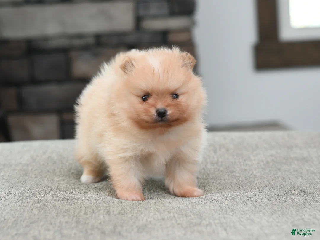 Pomeranian dogs for sale: Levi - Ad 3