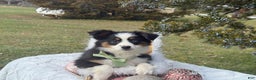 Miniature Australian Shepherd dogs for sale: Tango - Ad 3