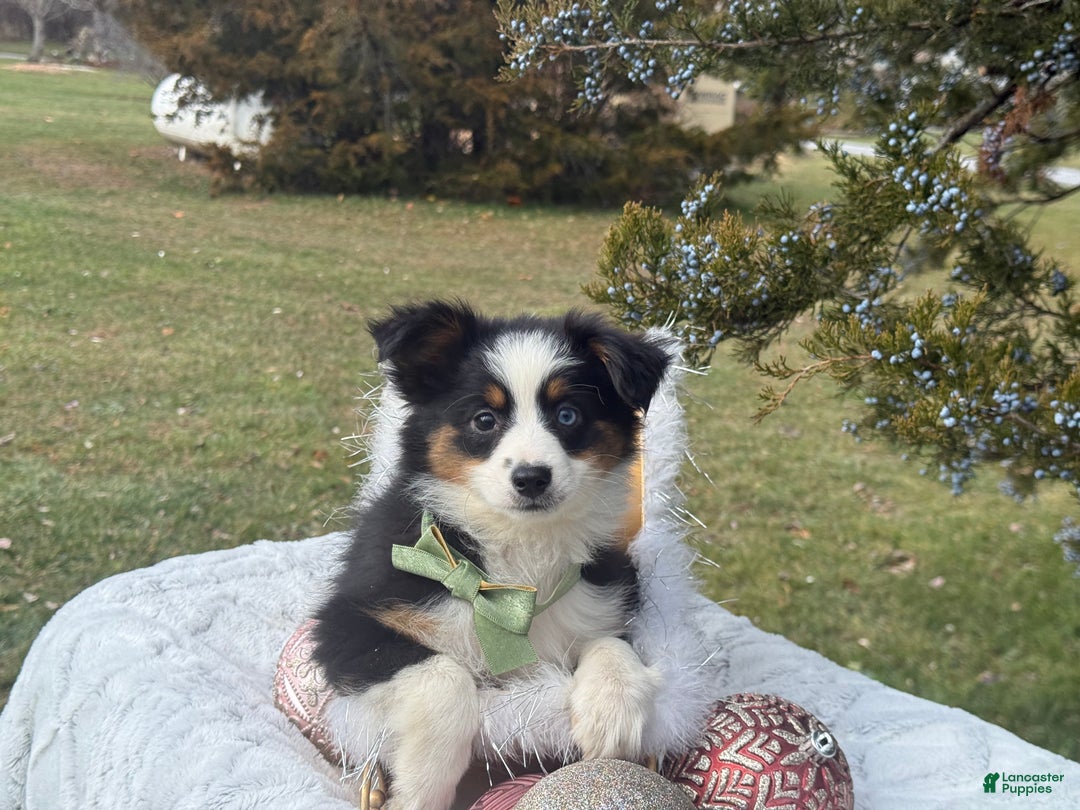 Miniature Australian Shepherd dogs for sale: Tango - Ad 3