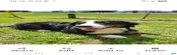 Bernese Mountain Dog dogs for sale: Lulu - Ad 1