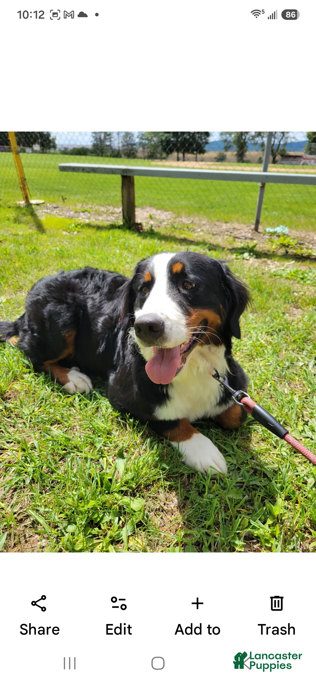 Bernese Mountain Dog dogs for sale: Lulu - Ad 1