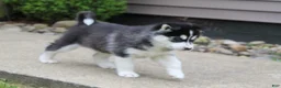 Siberian Husky dogs for sale: Suki - Ad 3