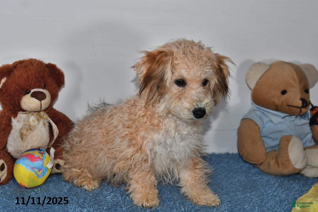 Bichpoo dogs for sale: Buster Brown - Ad 4
