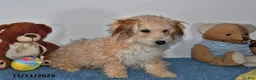 Bichpoo dogs for sale: Buster Brown - Ad 19