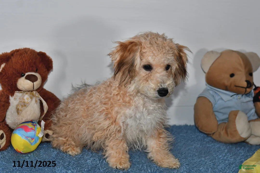 Bichpoo dogs for sale: Buster Brown - Ad 19