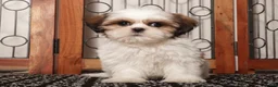 Shih Tzu dogs for sale: Wambo - Ad 4