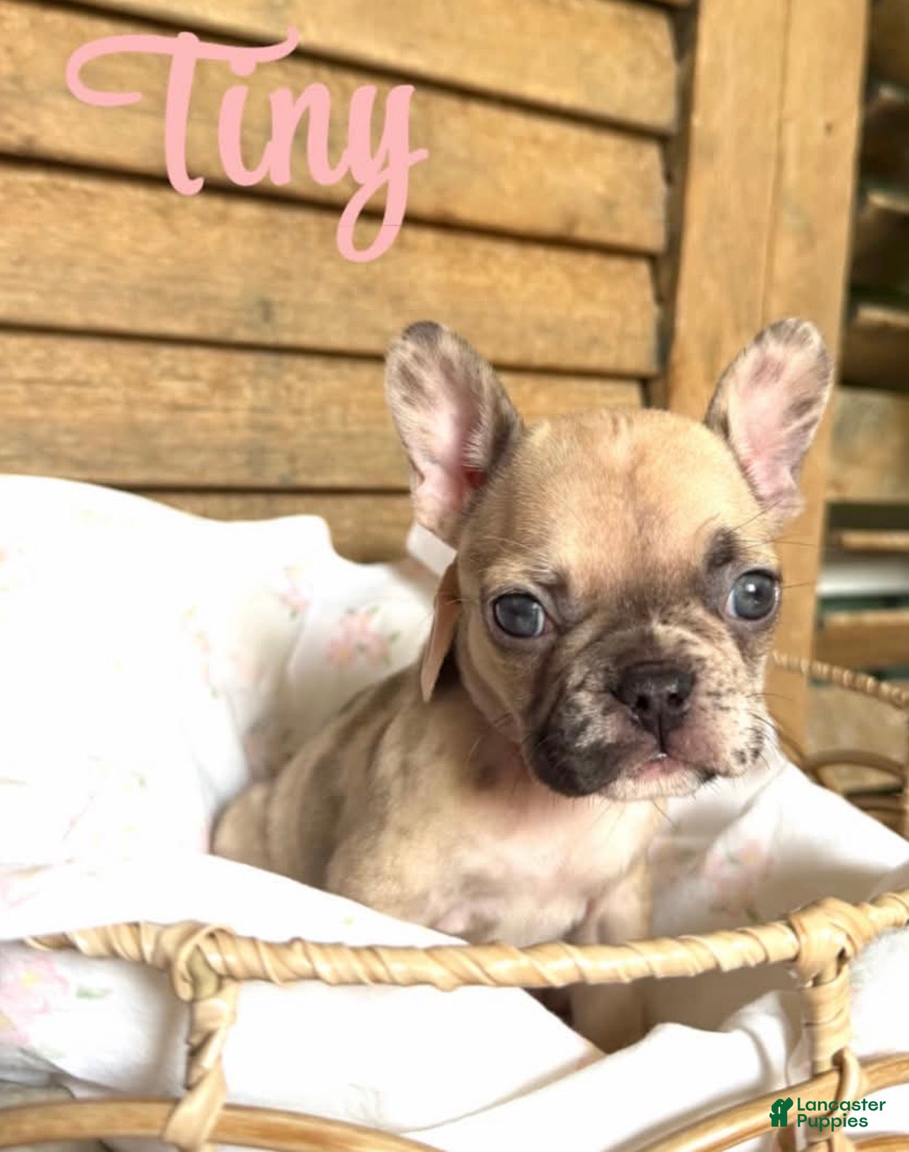 French Bulldog dogs French Bulldog 6 - Ad 1