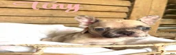 French Bulldog dogs for sale: French Bulldog 6 - Ad 1